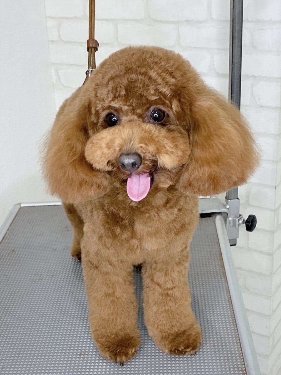 トイプードルのピーちゃんのカットスタイル