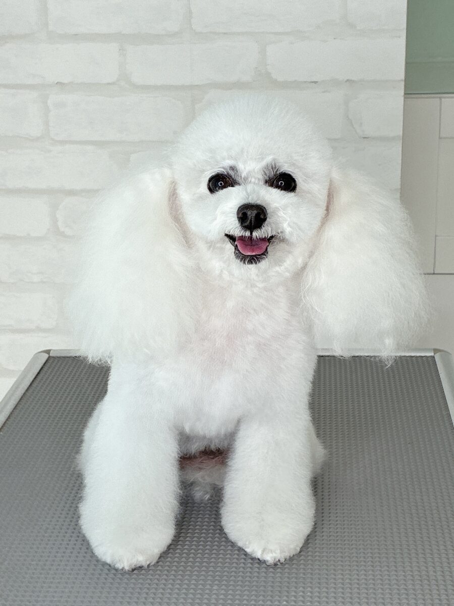 トイプードルのヒジリさんのカットスタイル