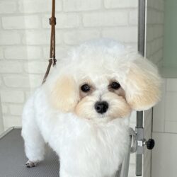 ミックスのキュートすぎパピースタイル