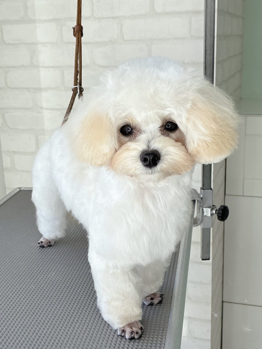 ミックスのリルちゃんのカットスタイル