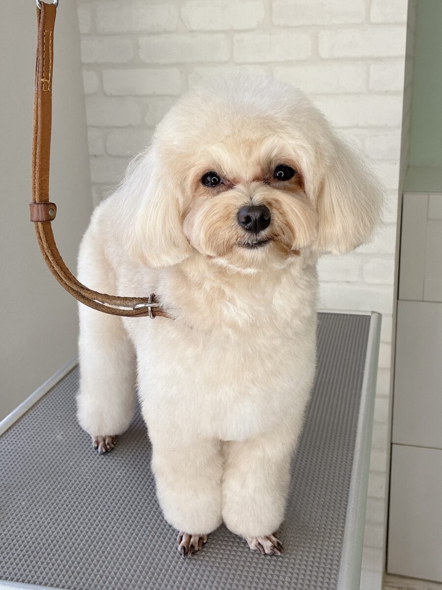 ミックスのテトちゃんのカットスタイル