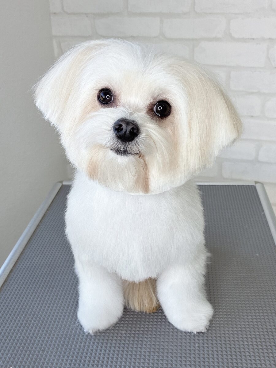 ミックスのテンさんのカットスタイル