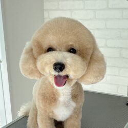 ミックスの耳ピョコスタイルから変身~ふわっとキュートベア