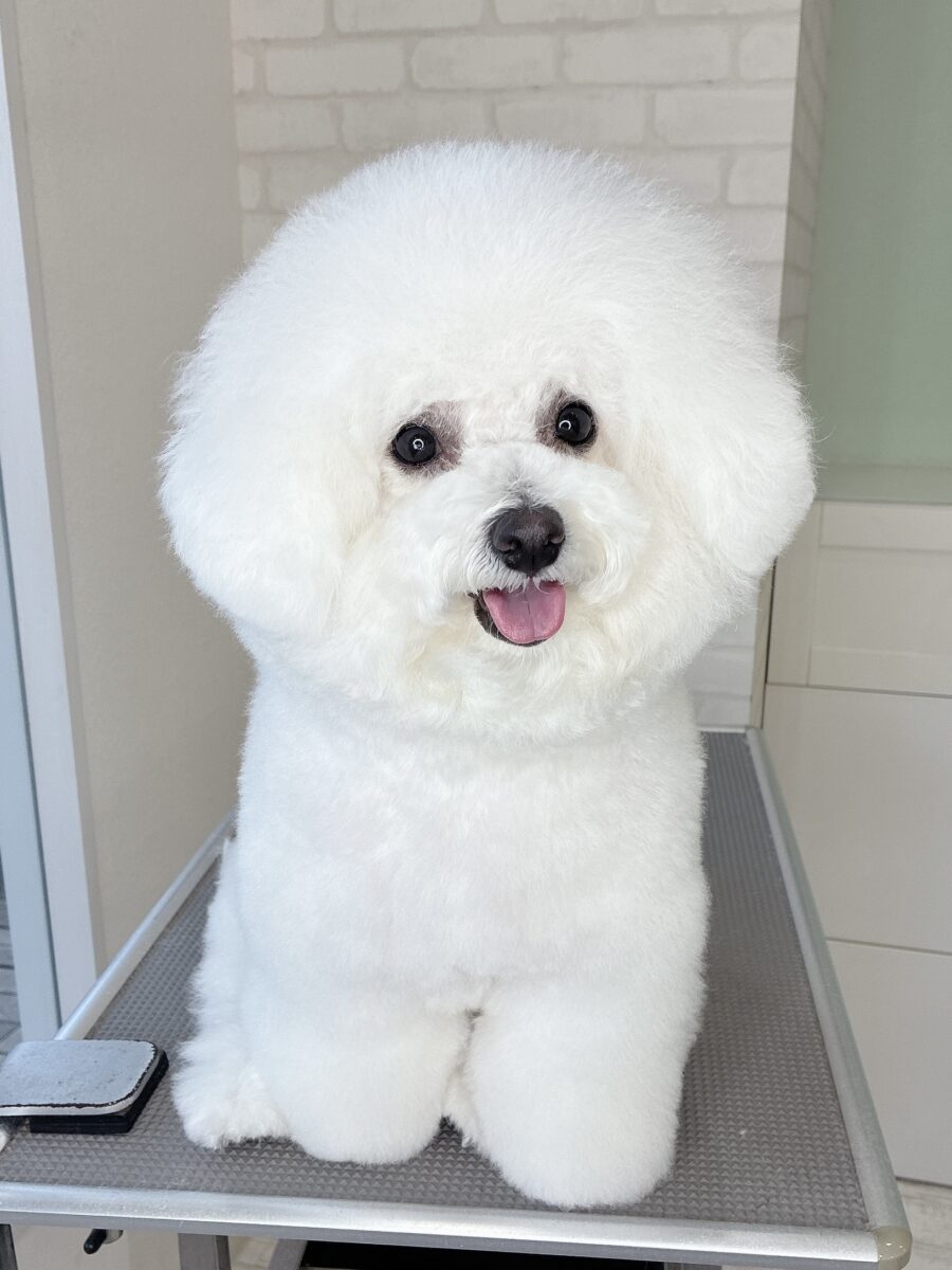 ビションフリーゼのモコちゃんのカットスタイル