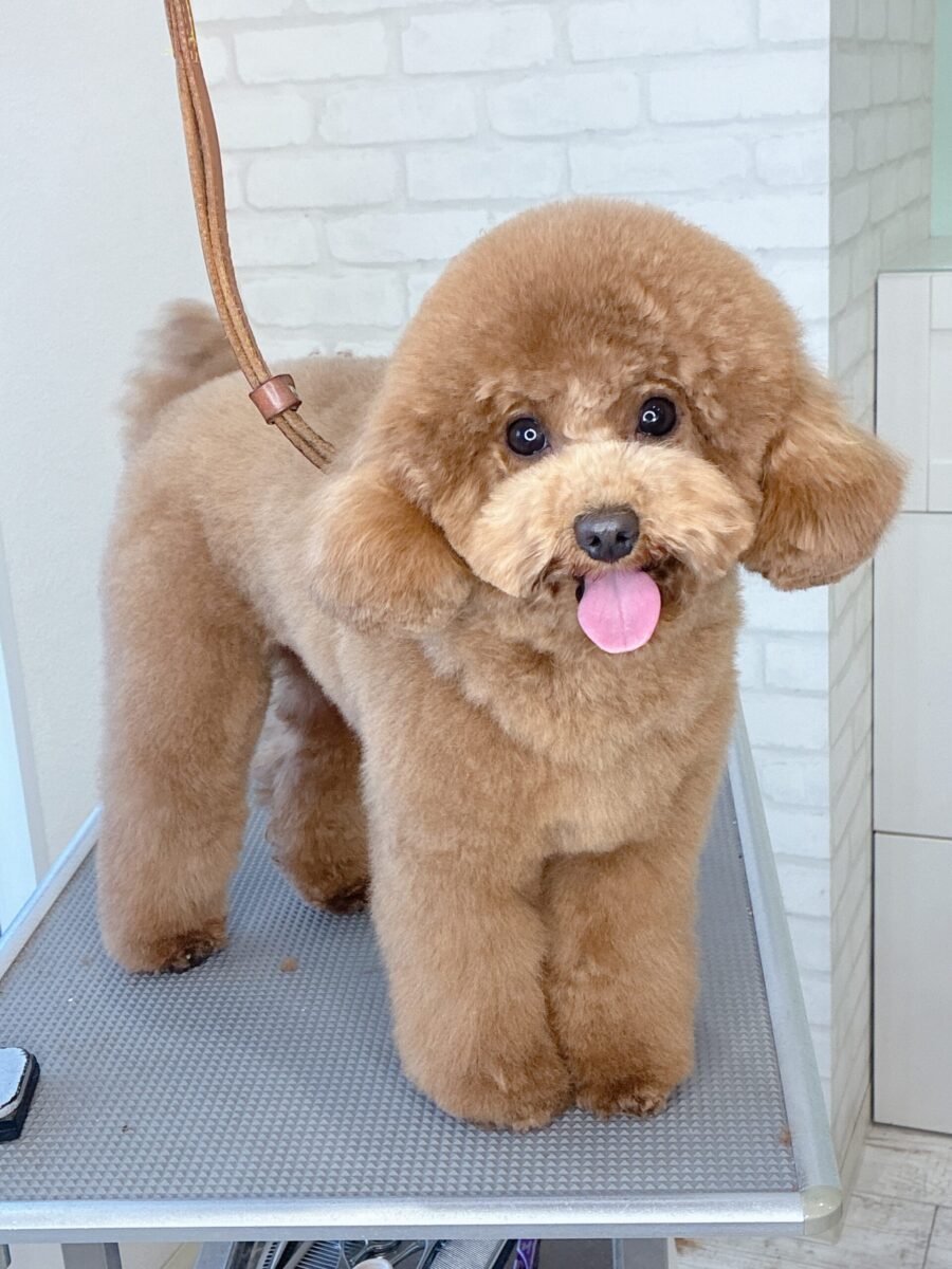 トイプードルのモカくんのカットスタイル