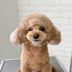 トイプードルのプリティニュアンスベアスタイル