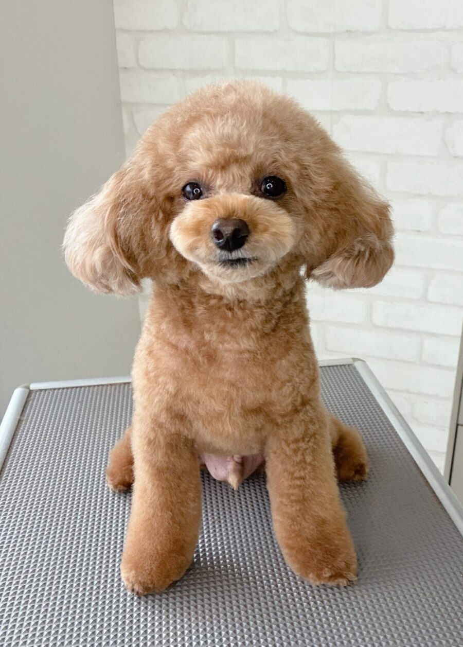 トイプードルのルークさんのカットスタイル