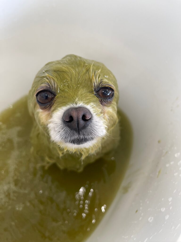 頭にアヒルのおもちゃを載せたチワワ