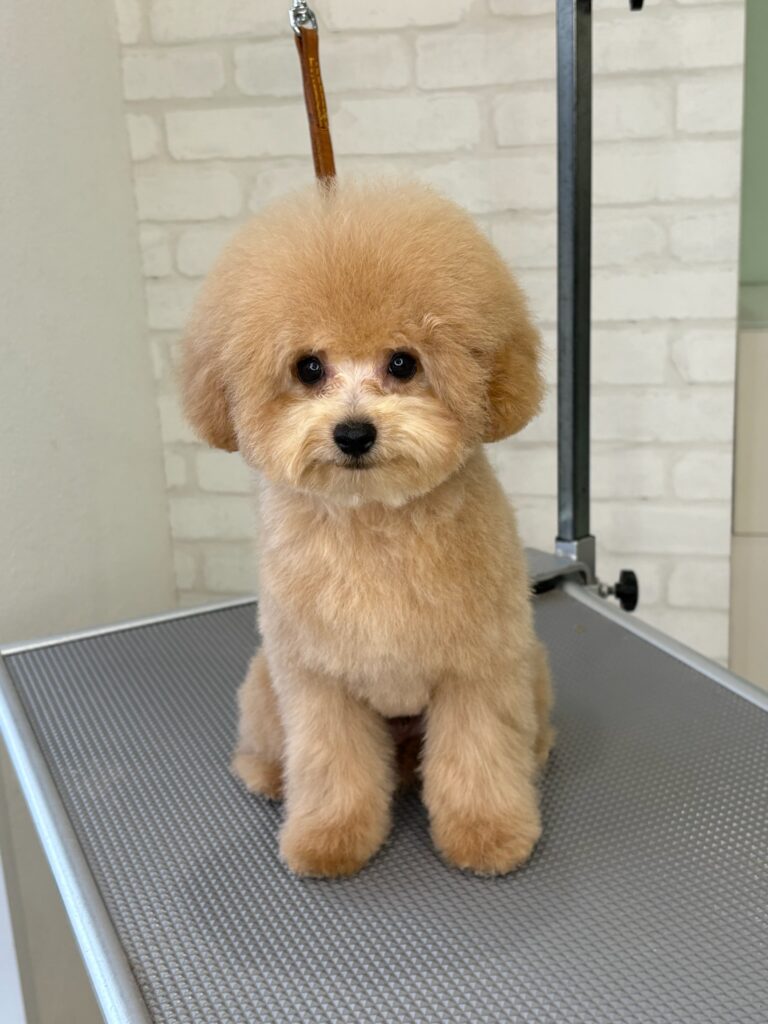 トリミング後のふわふわトイプードル