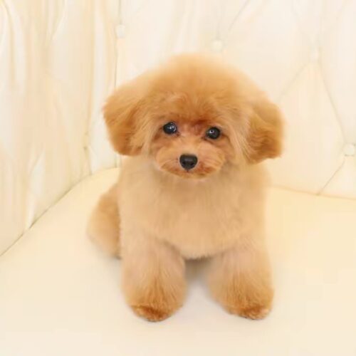 白いソファに座るトイプードル