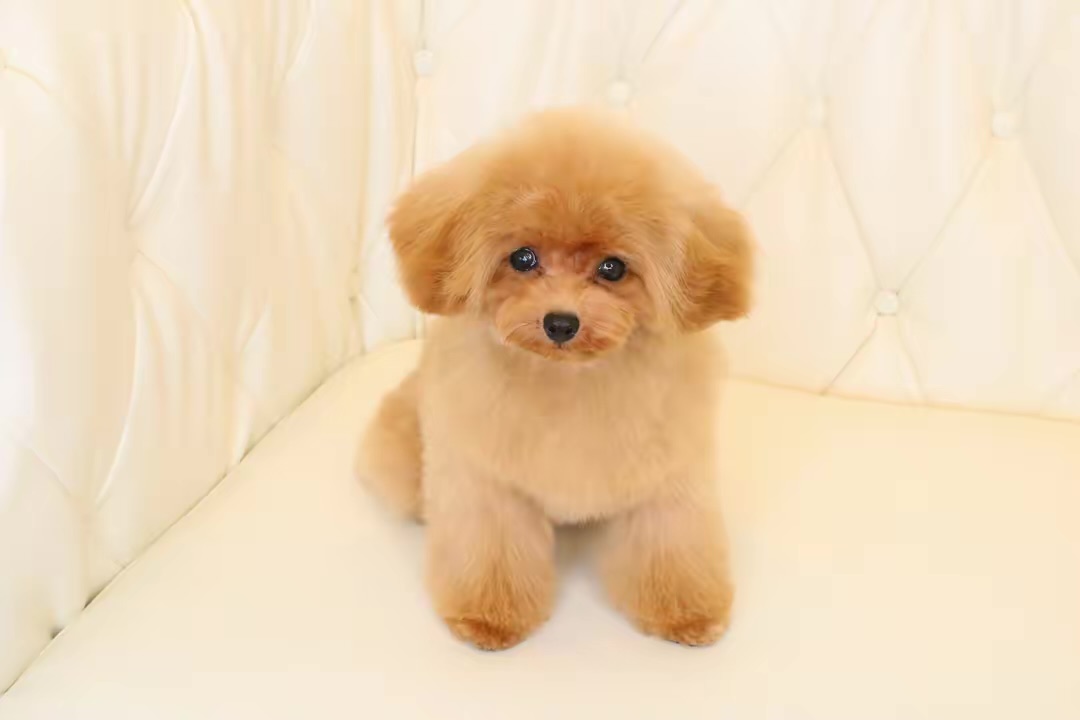 白いソファに座るトイプードル