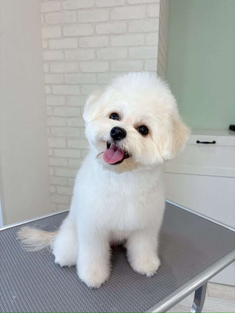 ぬいぐるみのように愛くるしい白い犬