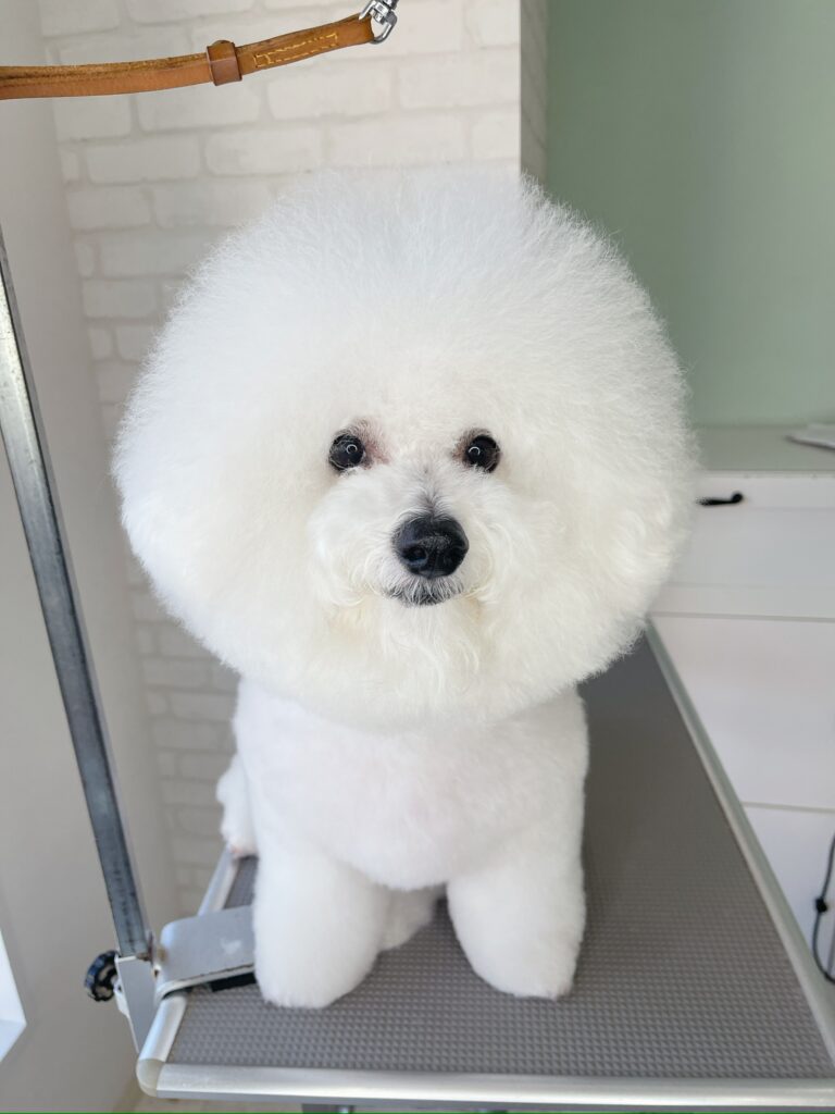 トリミングテーブルに座り、カメラをじっと見つめるビションフリーゼ。