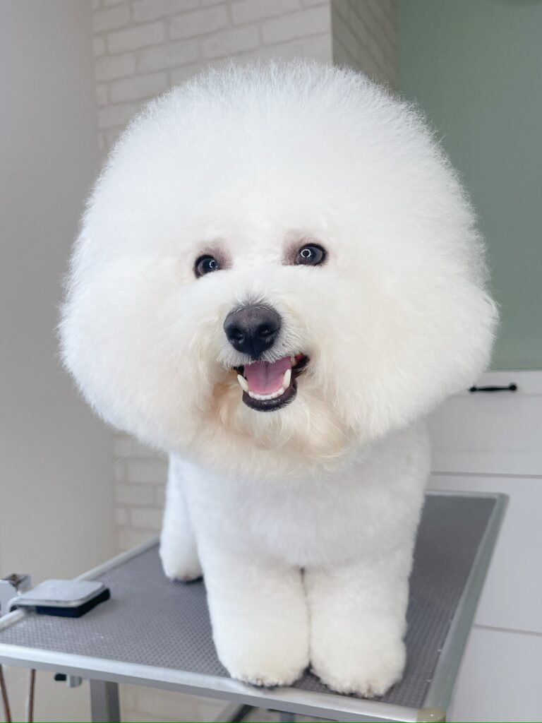 アフロスタイルのビションフリーゼ