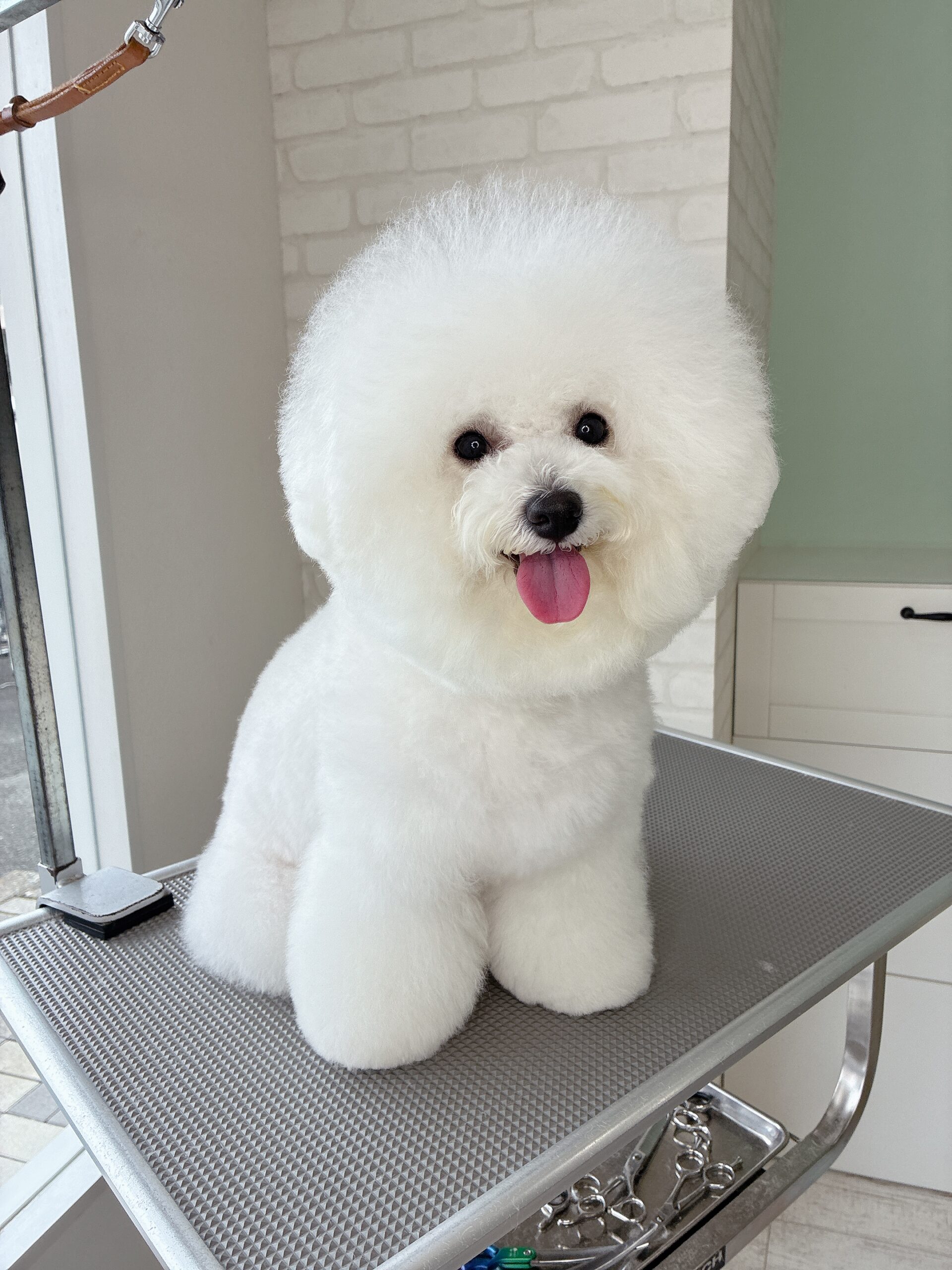 真っ白でふわふわなパウダーパフ・カットのビションフリーゼ