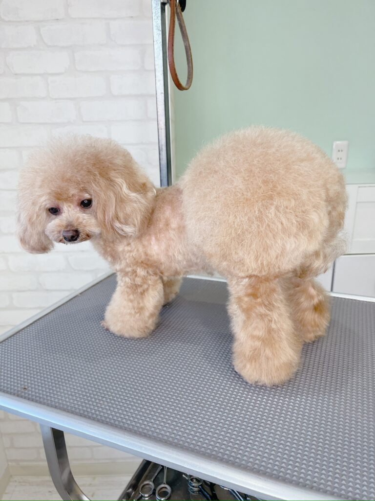 クリーム色のトイプードルのおパンツカット。ふんわりとしたニュアンスベア風のヘッドカットとの組み合わせ