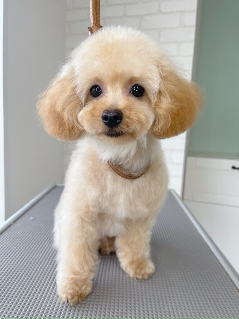 トリミング直後のトイプードル。テディベアカットで丸く整えられた顔と耳のスタイル