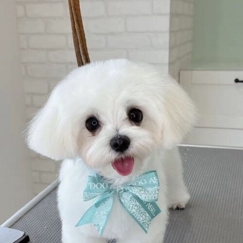 カメラに向かって舌を出し笑顔を見せる真っ白でふわふわな犬。