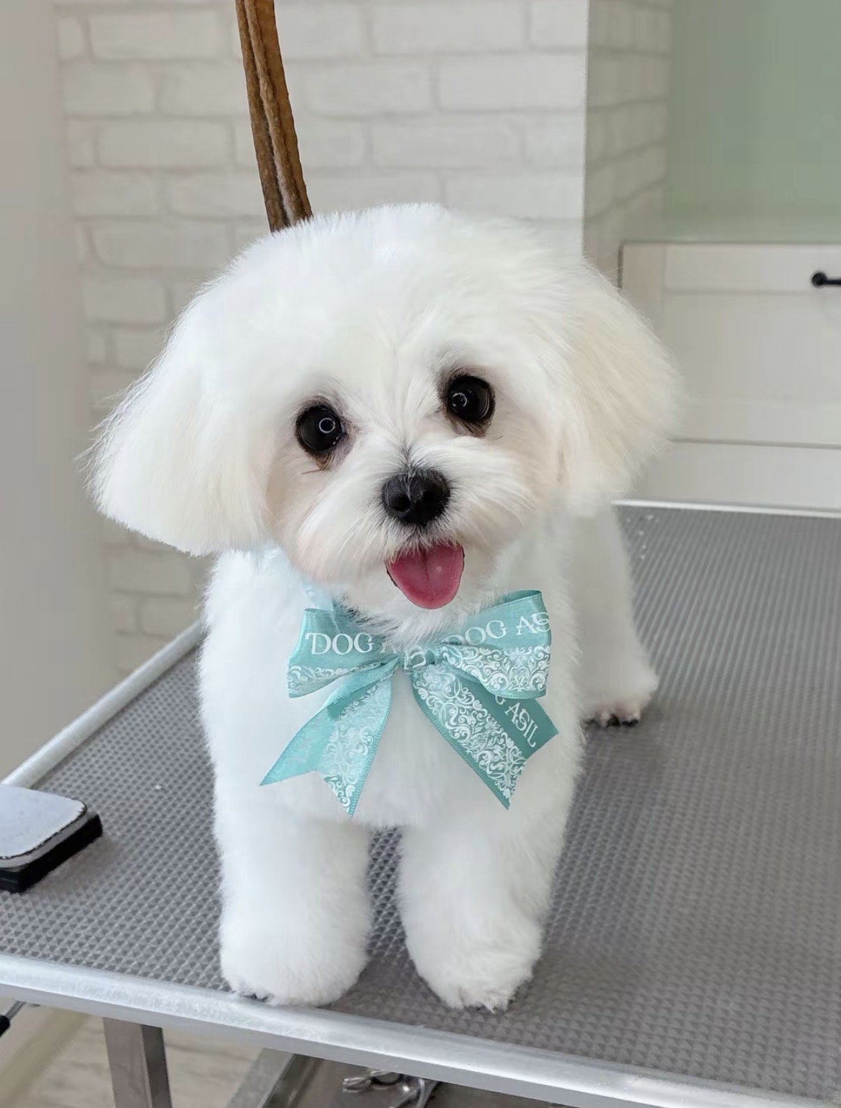 カメラに向かって舌を出し笑顔を見せる真っ白でふわふわな犬。