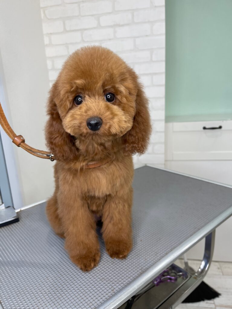 レッドのトイプードルの韓流ベアカット。韓流テディベアカット