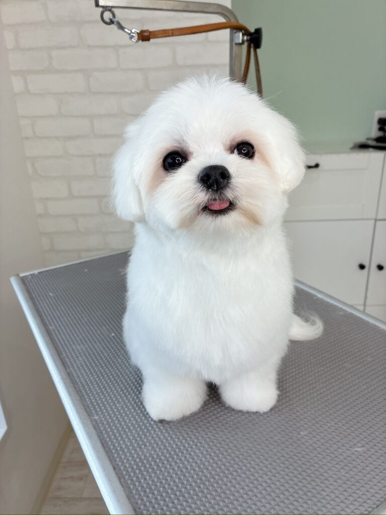 マルチーズのパピーカット、清潔感のある真っ白な被毛と可愛らしく舌をペロッと出したトリミング後の様子