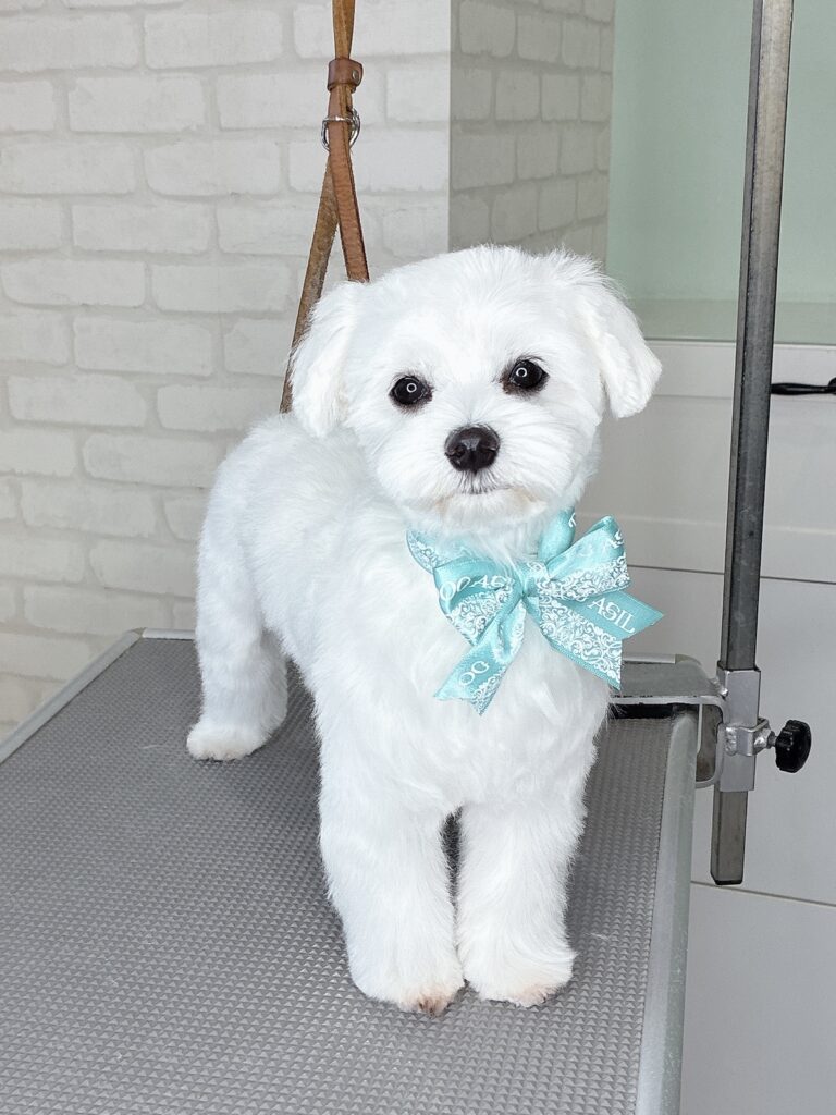 トリミングテーブルの上でまっすぐに立つ、全身カットを終えたマルチーズ。