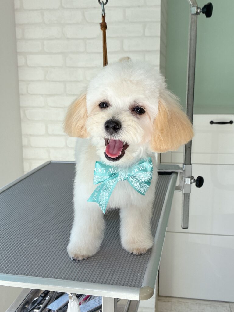 エメラルドグリーンの大きな蝶ネクタイ風リボンを首元につけた、白とクリーム色のマルプー