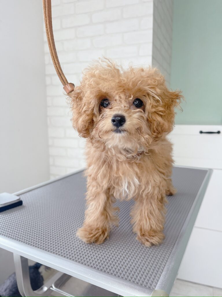 毛が伸びて毛玉ができ、全体的にボサボサとした状態のトイプード。トリミング前の様子