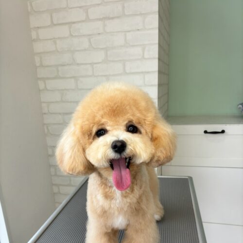 トリミング台の上で舌を出して笑っている、アプリコットカラーのトイプードルミックス犬。丸く整えられたマズルと頭の毛並みが特徴的なテディベアカットスタイル