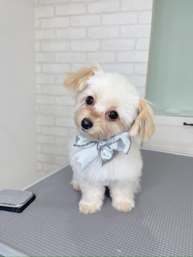 首をかしげてこちらを見ている犬。たち耳が特徴的なミックス犬。