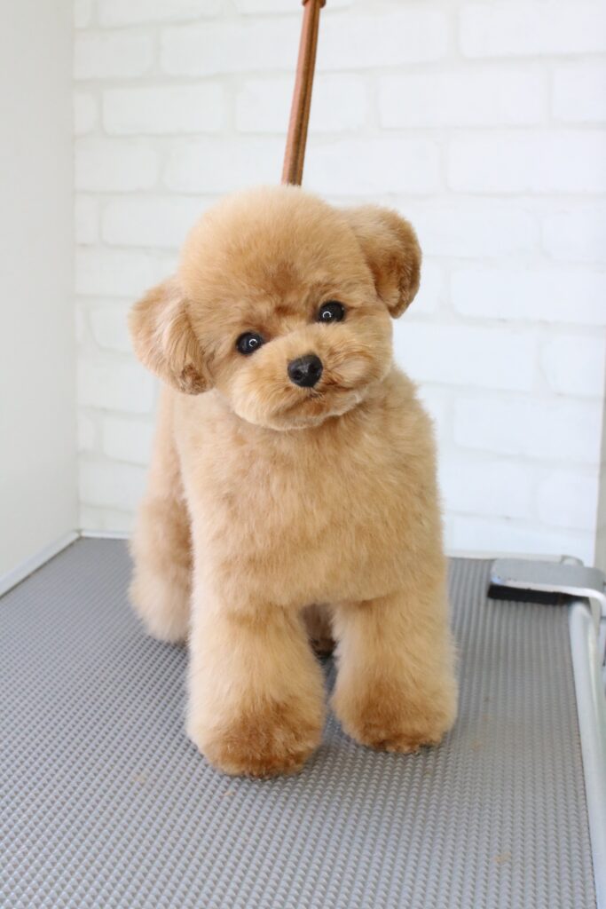 子犬のトイプードルの正面からみたテディベアカット