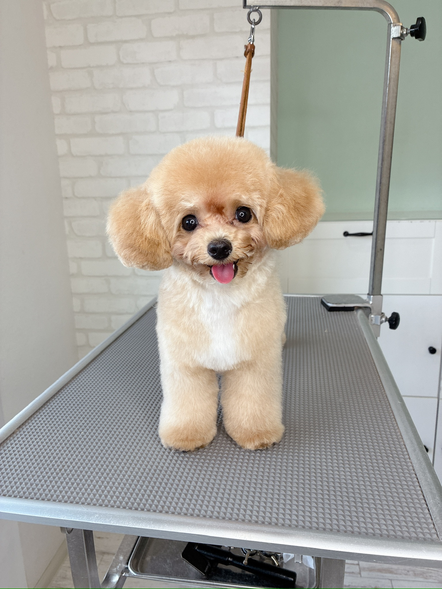 子犬ならではの胸元の白い毛やあどけない表情を活かしたスタイル