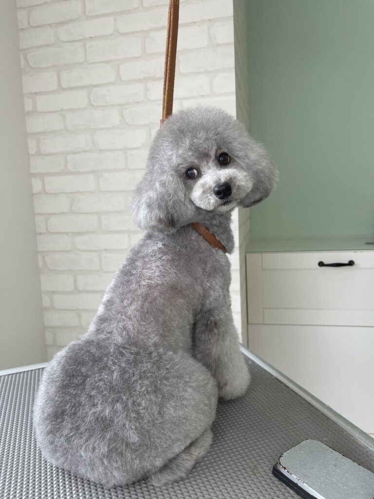 トリミングテーブルの上で振り返る、シルバーのトイプードルのおパンツカットスタイル。