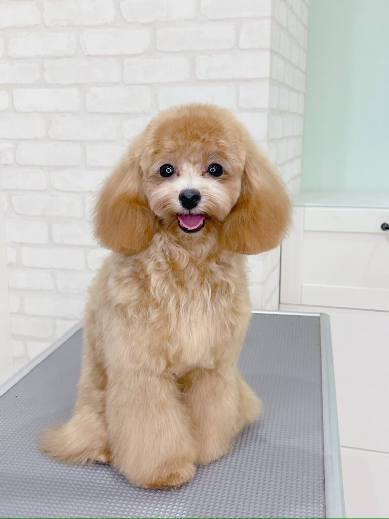 トリミングしたてでふわふわした、アプリコット色のトイプードル。