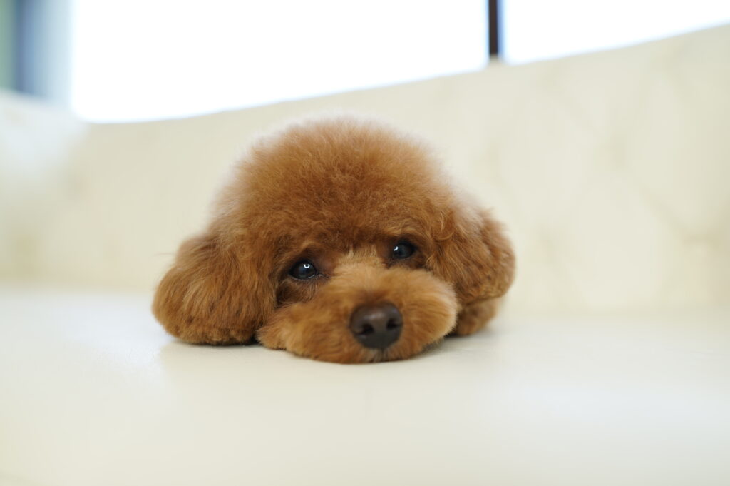 眠たそうにこちらを見つめているテディベアカットのトイプードル