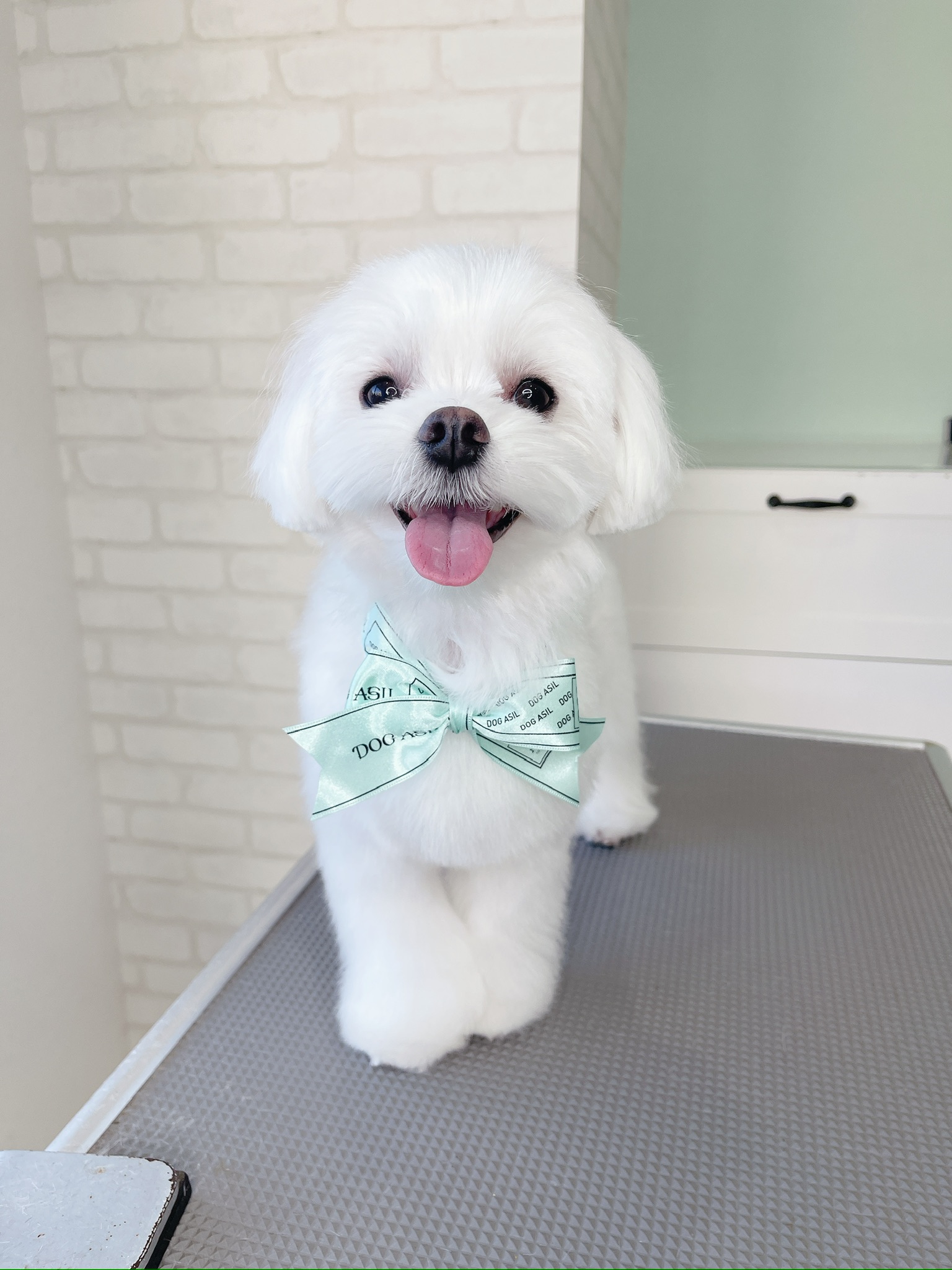 トリミングを終え、満面の笑みを見せる白いマルチーズ。トリミングテーブルの上で、嬉しそうに舌を出している様子