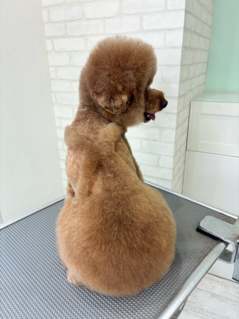 サロペット風のデザインカット。トリミングサロンの最新トレンドスタイル