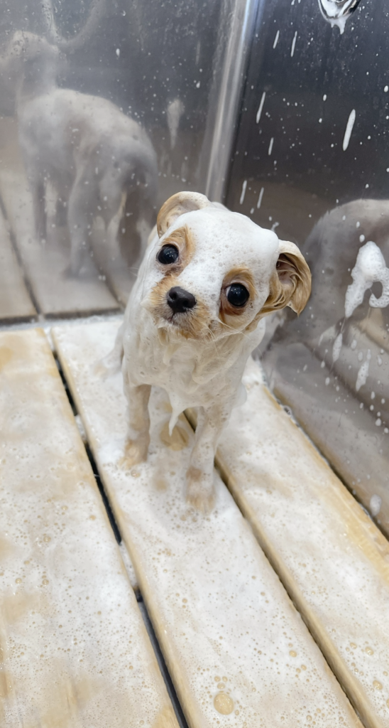 トリミングサロンのシンクでシャンプー中のトイプードル。