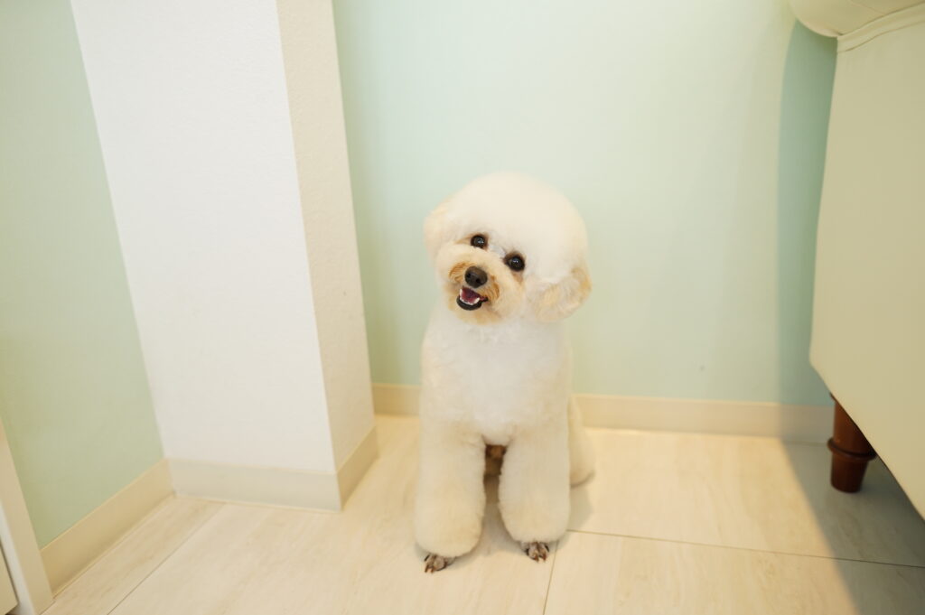 マズルを丸く整たニュアンスベアカットと、足元をふんわりさせたオパンツカットが特徴的