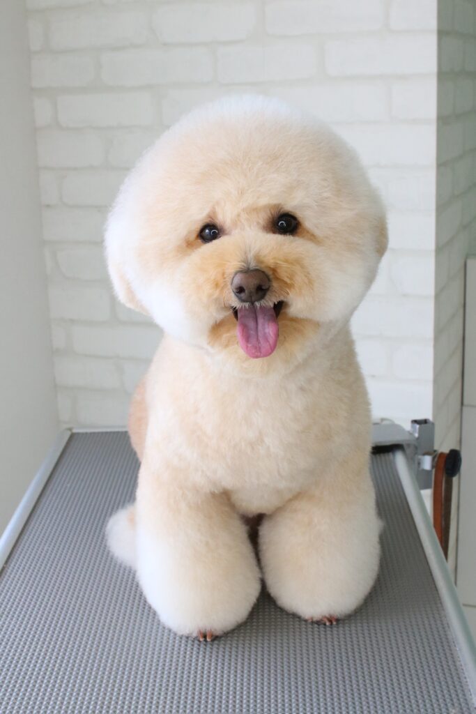 トイプードルの正面から見たビション風アフロカット