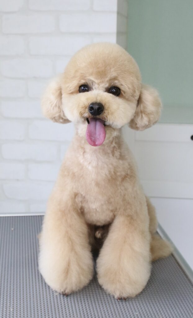 トイプードルの正面から見たブーツカットスタイル