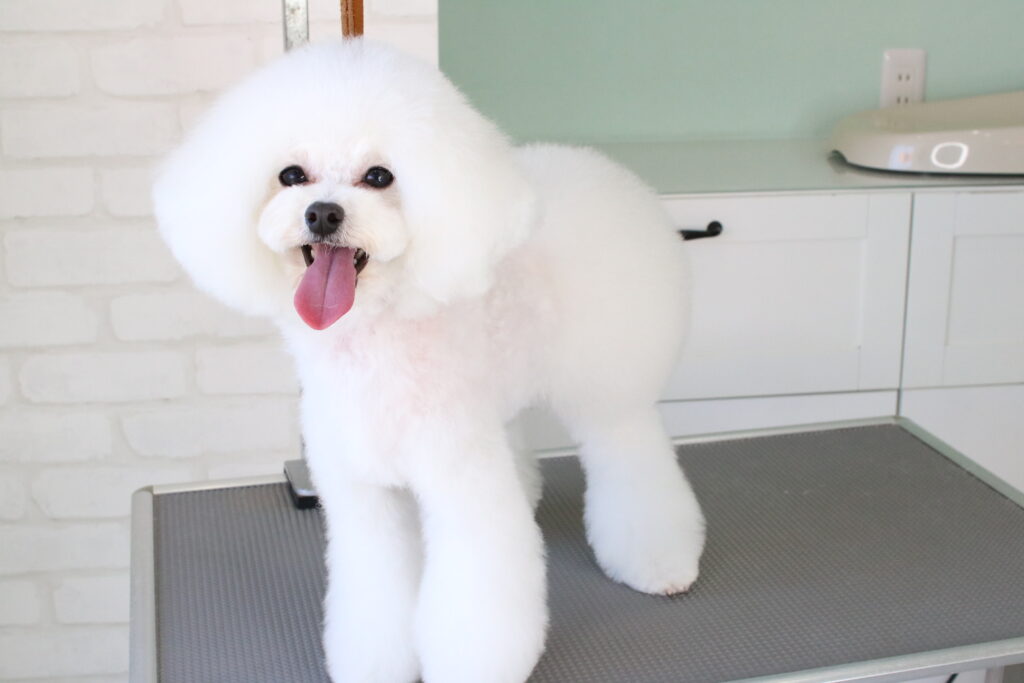 トイプードルの横から全身を見たおパンツカットスタイル