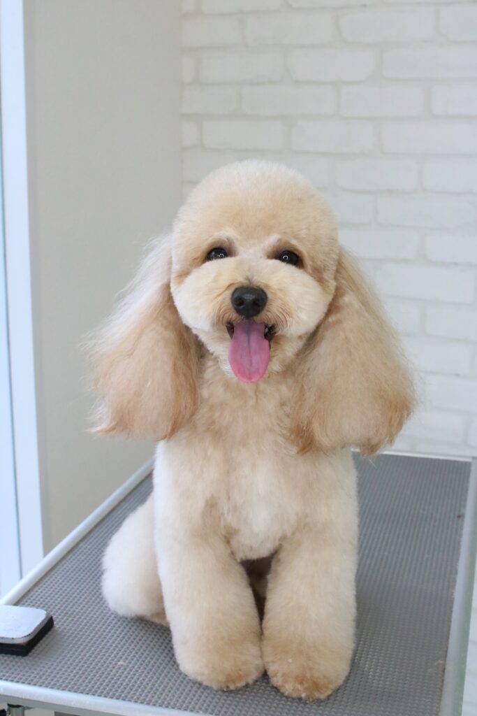 トイプードルの正面から見た耳長めテディベアカット