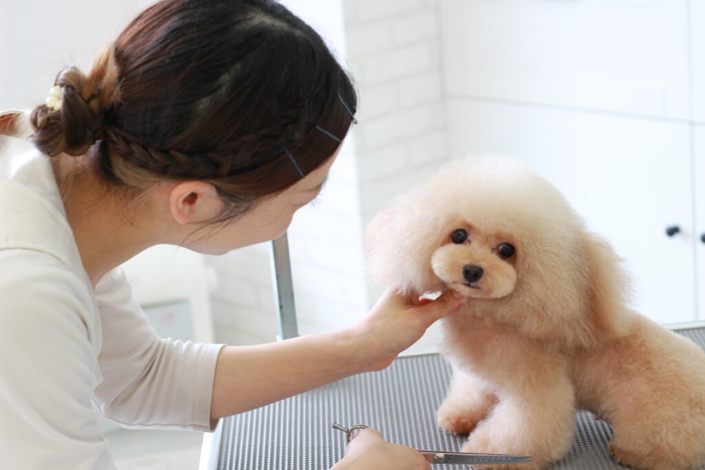 トリマーがトイプードルのカットをしている様子