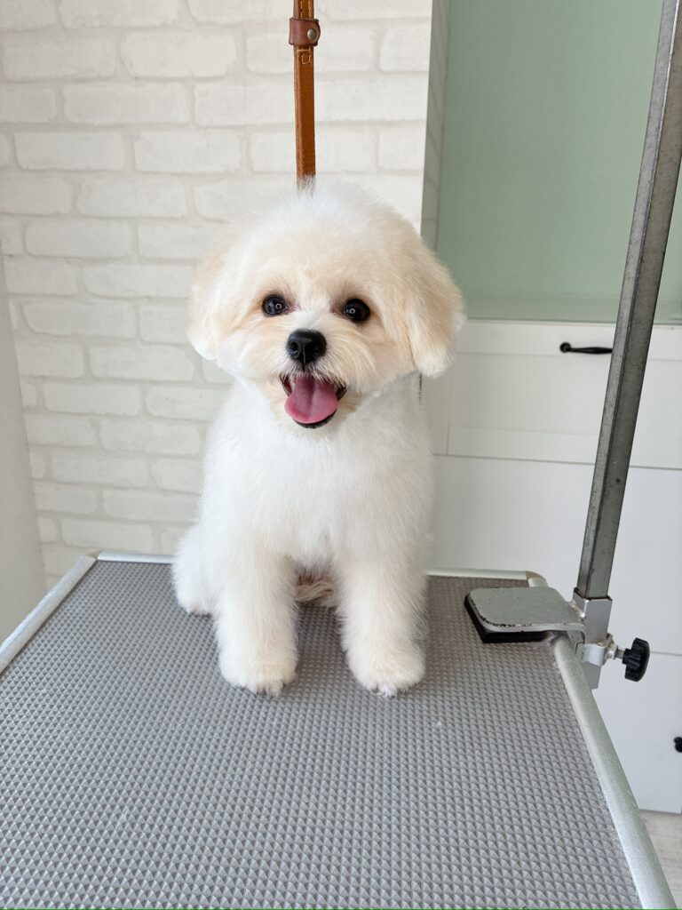 トリミング台の上でおすわりして、大きな口を開けて元気に笑っている真っ白なポメプー