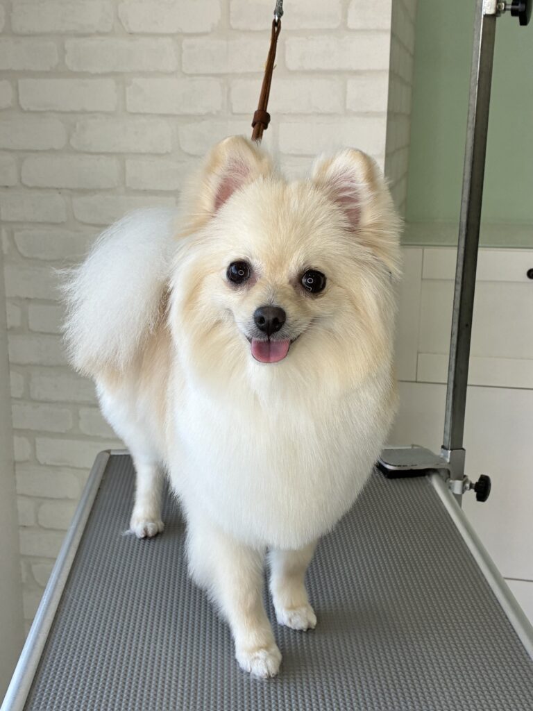 ふわふわで白い毛並みのポメラニアン。プロによるカット直後の整ったスタイル