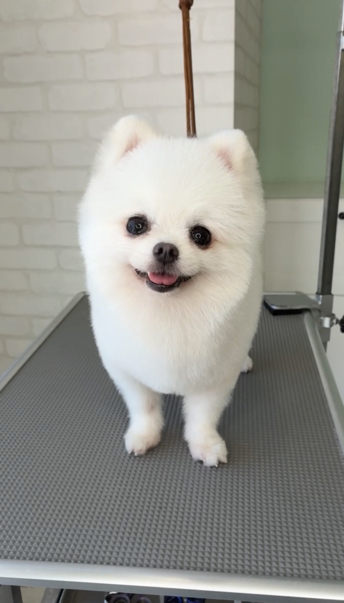 トリミングでで顔回りを丸く整えた真っ白なポメラニアン