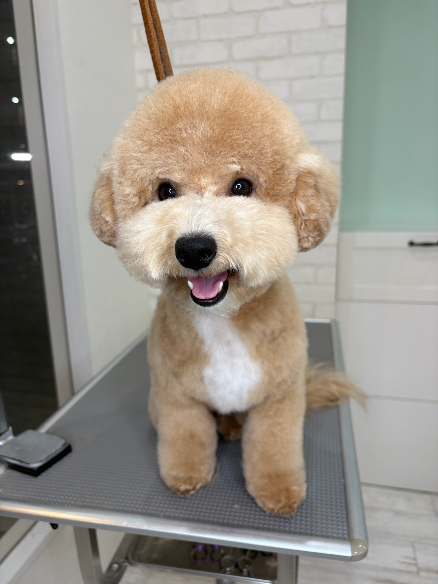 アプリコットとホワイトの毛色のビションプーがトリミングテーブルの上で笑顔で座っている様子