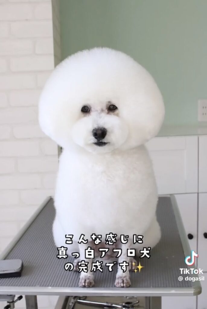 アフロヘアのように丸く整えられたビションフリーゼがトリミングテーブル上でお座りしている様子