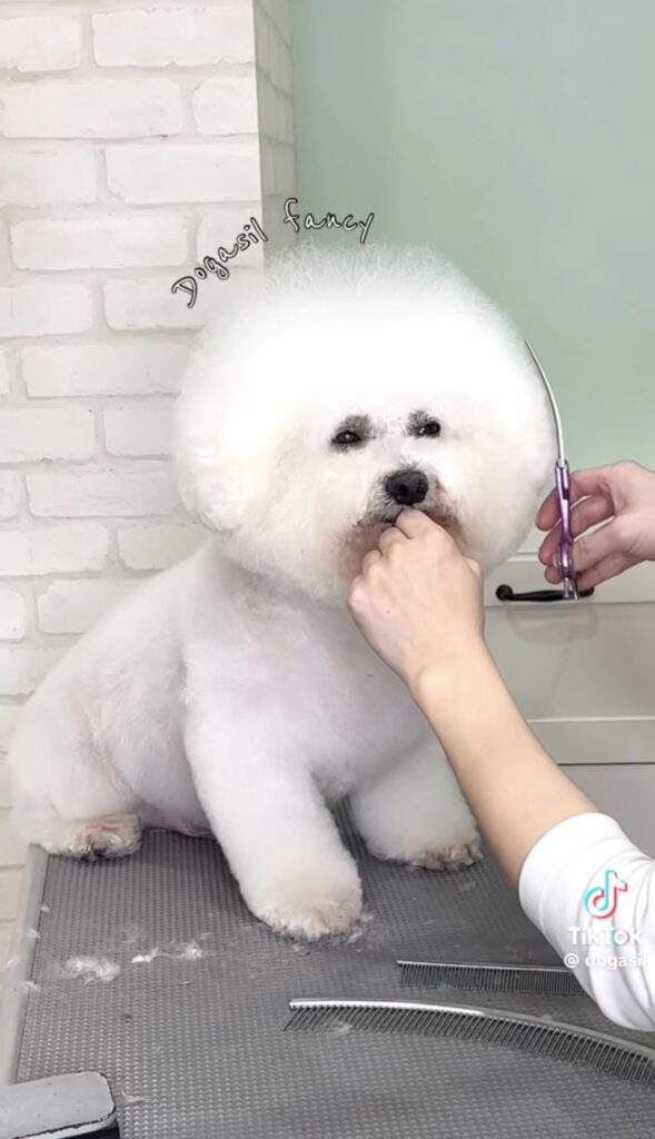 トリミングテーブルの上で、トリマーがハサミを使いビションフリーゼの頭を丸く整えている様子